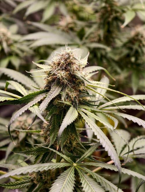 F1 Precision - SSSC Test Strain. Week 9