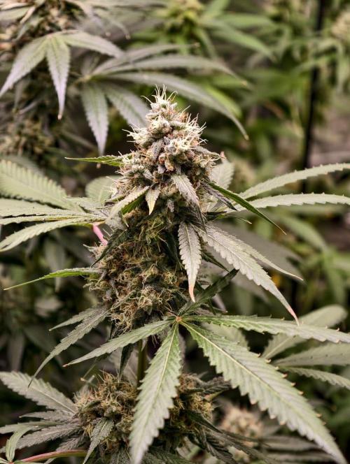 F1 Precision - SSSC Test Strain. Week 9