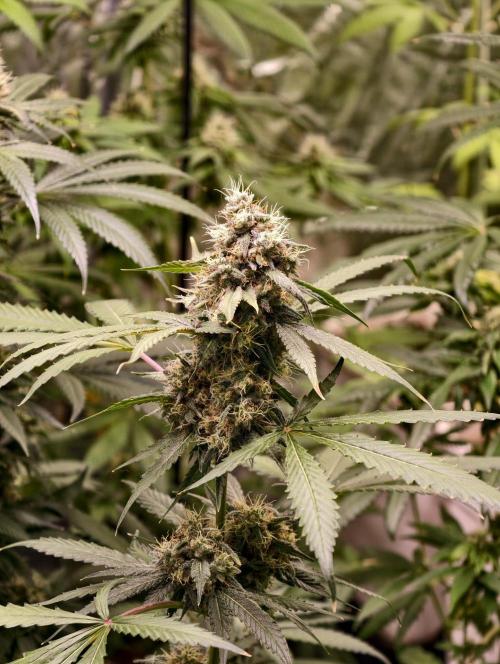 F1 Precision - SSSC Test Strain. Week 9