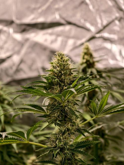 orange ooze. Week 9