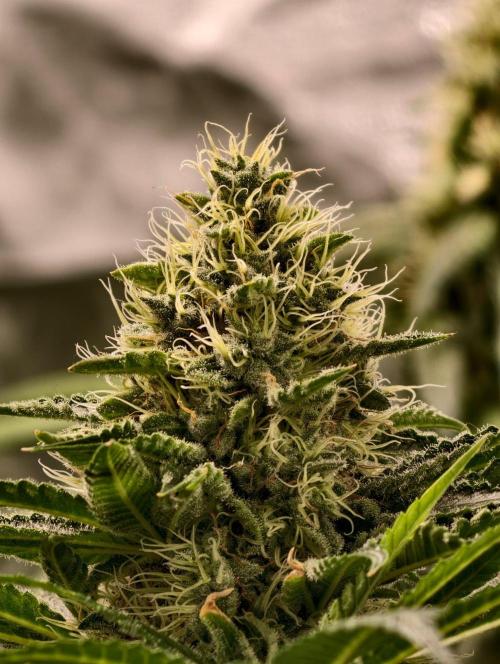 orange ooze. Week 9