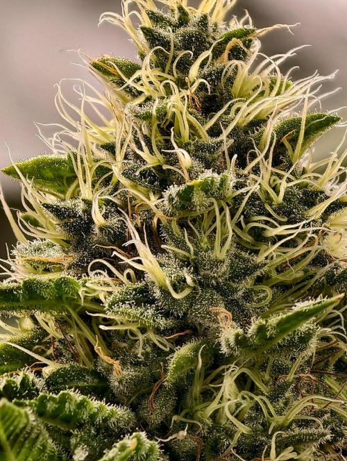 orange ooze. Week 9