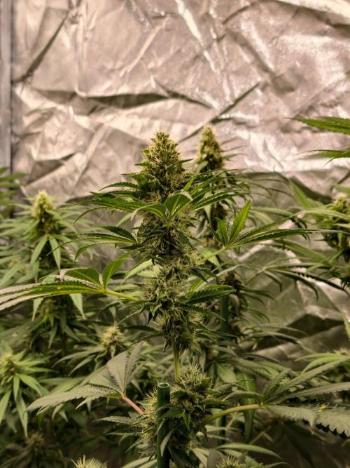 orange ooze. Week 9