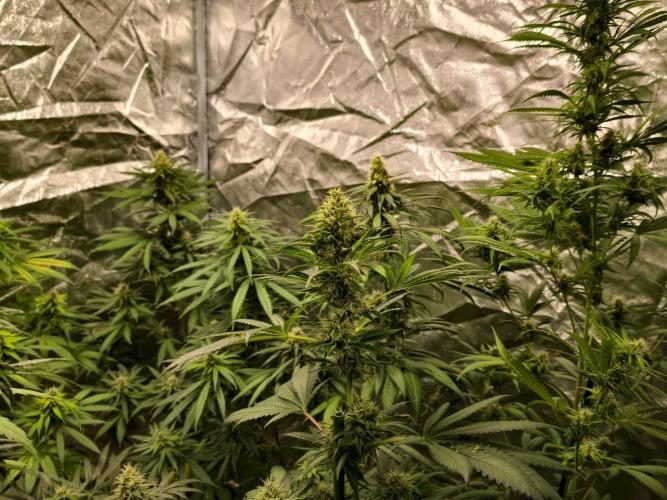 orange ooze. Week 9