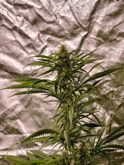 Banana Cream OG. Week 9