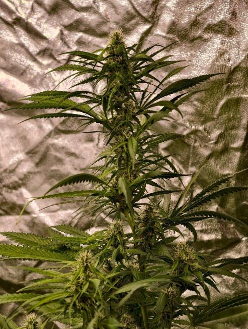 Banana Cream OG. Week 9