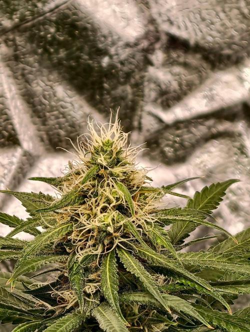 Banana Cream OG. Week 9