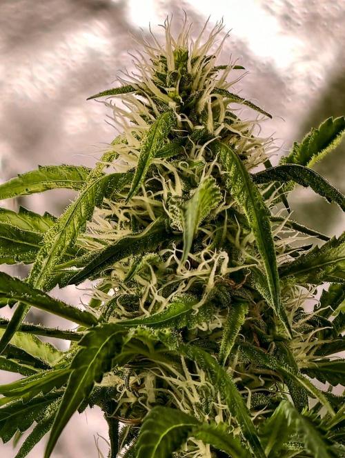 Banana Cream OG. Week 9