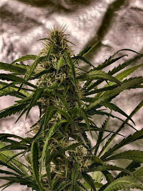 Banana Cream OG. Week 9
