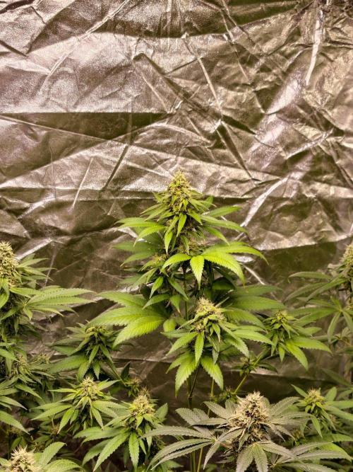 Triploid - SSSC Test Strain. Week 9