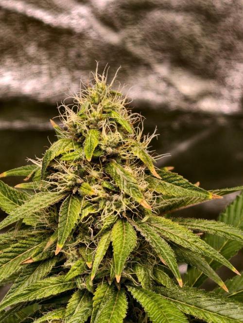 Triploid - SSSC Test Strain. Week 9