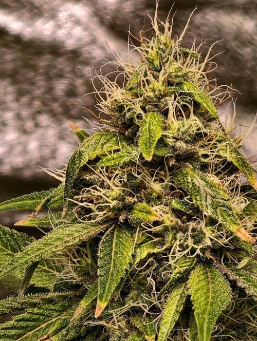 Triploid - SSSC Test Strain. Week 9