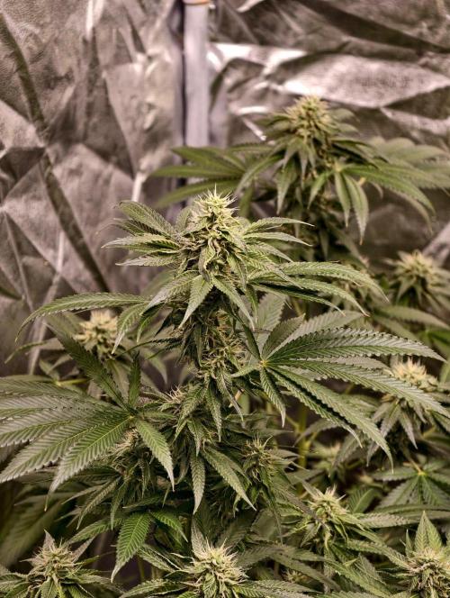 OG - SSSC Test Strain. Week 9