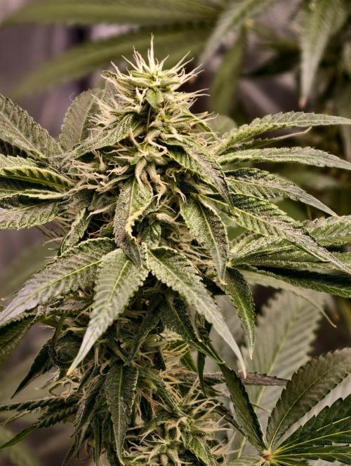 OG - SSSC Test Strain. Week 9