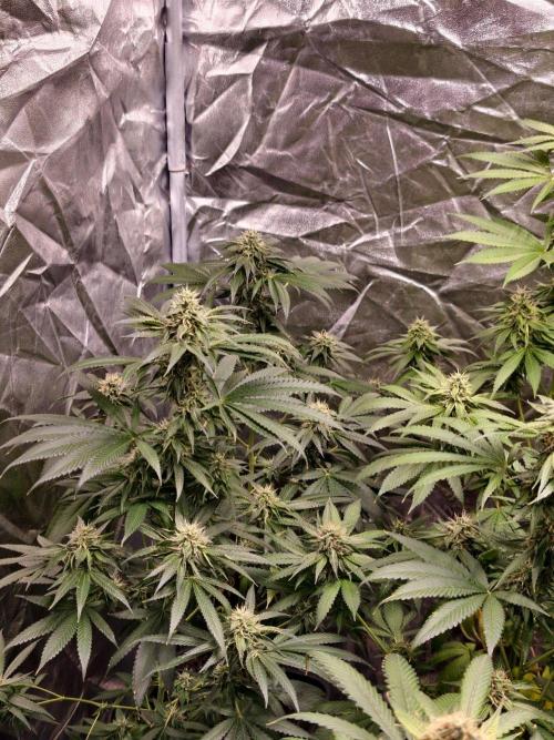 OG - SSSC Test Strain. Week 9