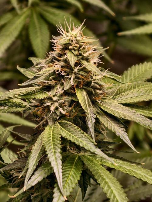 OG - SSSC Test Strain. Week 9
