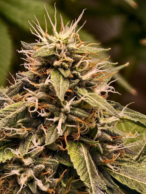 OG - SSSC Test Strain. Week 9