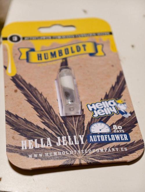 Hella Jelly Auto. Week 0