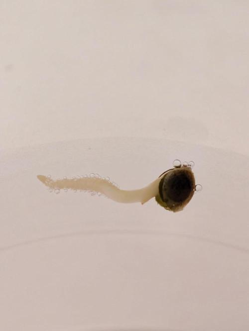 Hella Jelly Auto. Week 0