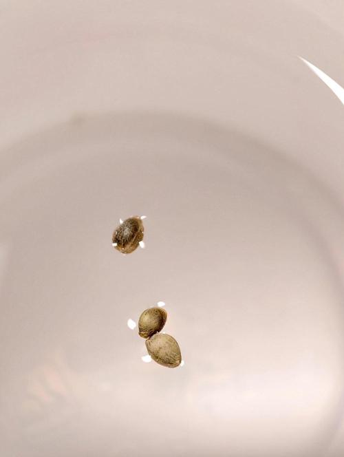 Hella Jelly Auto. Week 0