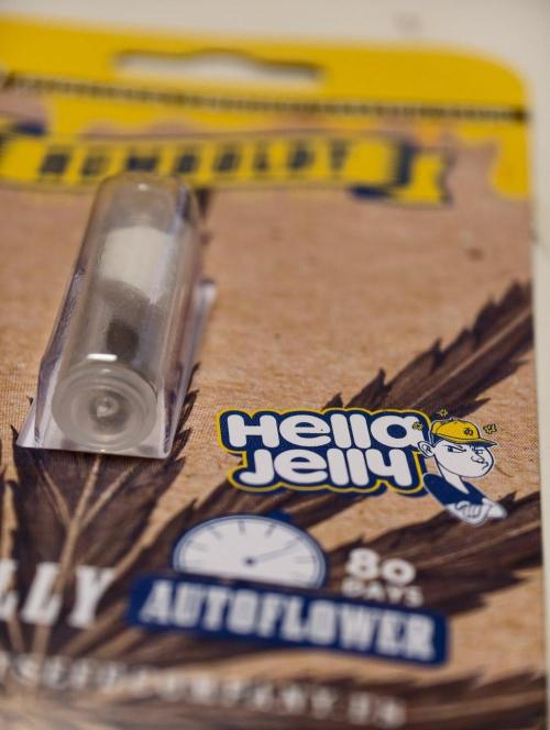 Hella Jelly Auto. Week 0
