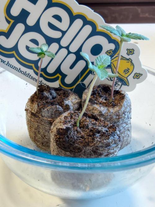 Hella Jelly Auto. Week 1
