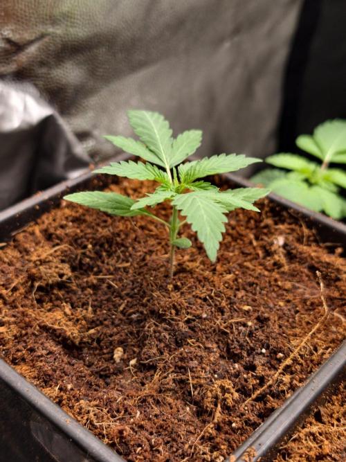 Hella Jelly Auto. Week 2