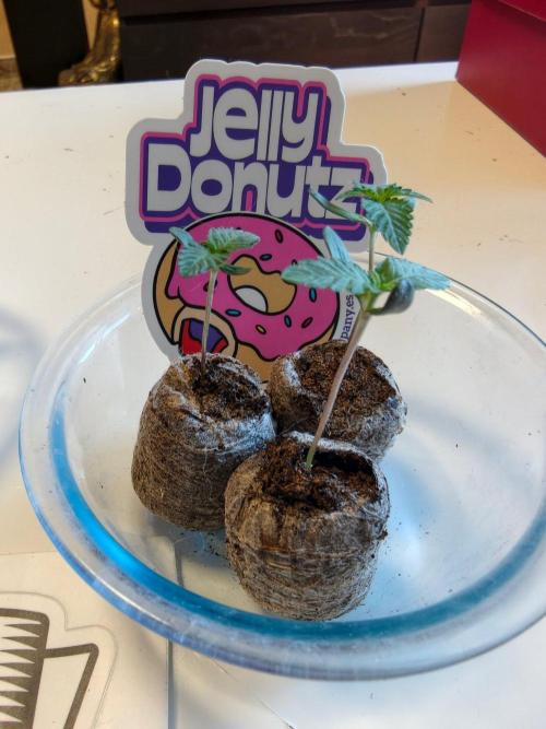 Donutz. Week 1