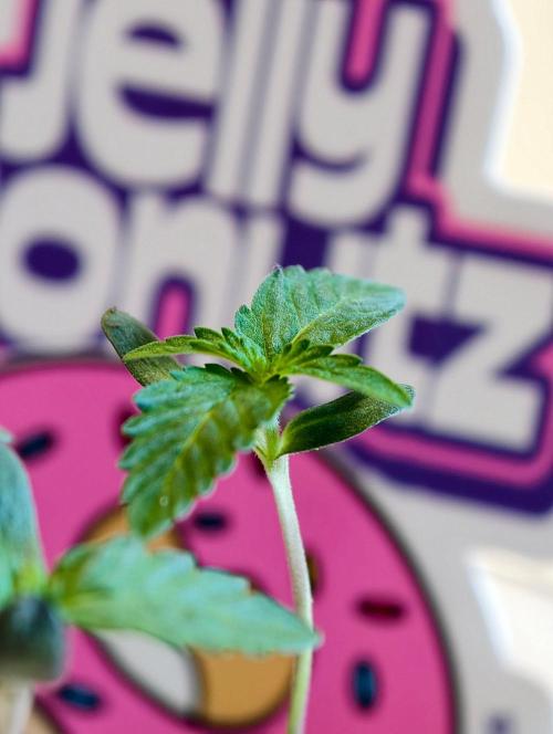 Donutz. Week 1