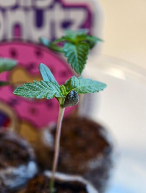 Donutz. Week 1