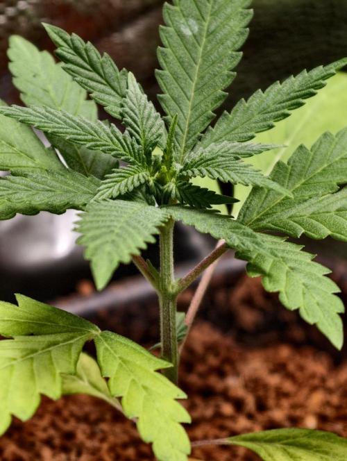 Hella Jelly Auto. Week 3