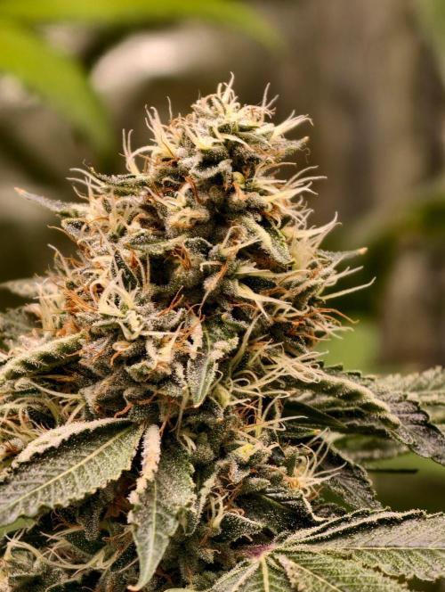 OG - SSSC Test Strain. Week 10