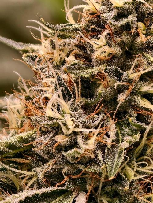 OG - SSSC Test Strain. Week 10
