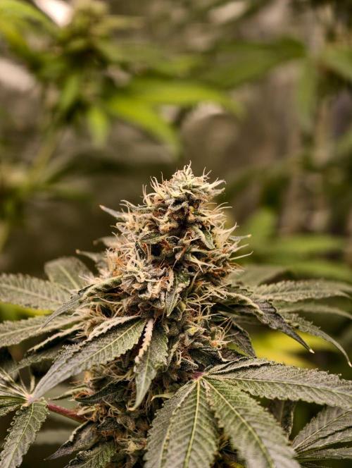 OG - SSSC Test Strain. Week 10