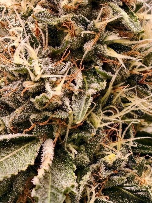 OG - SSSC Test Strain. Week 10