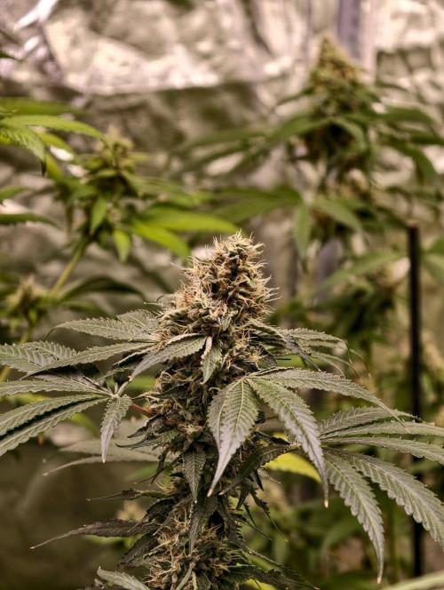 OG - SSSC Test Strain. Week 10