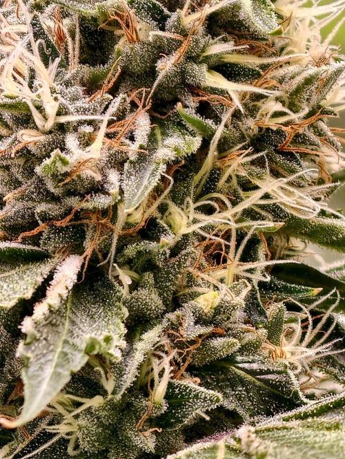 OG - SSSC Test Strain. Week 10