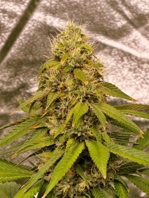 Triploid - SSSC Test Strain. Week 10