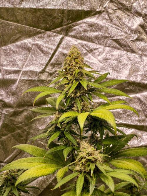 Triploid - SSSC Test Strain. Week 10