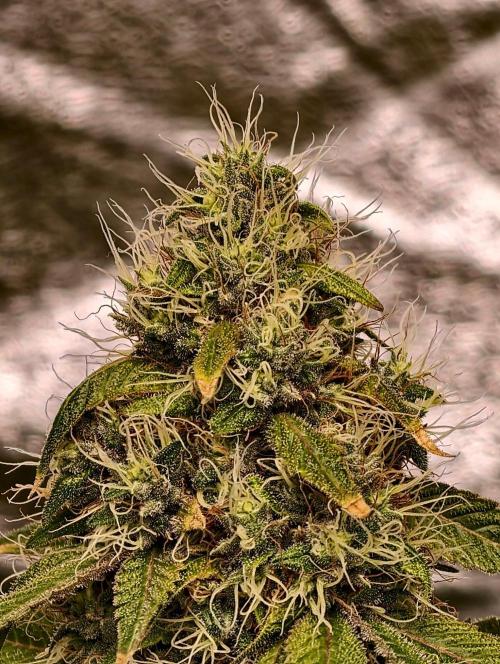 Triploid - SSSC Test Strain. Week 10