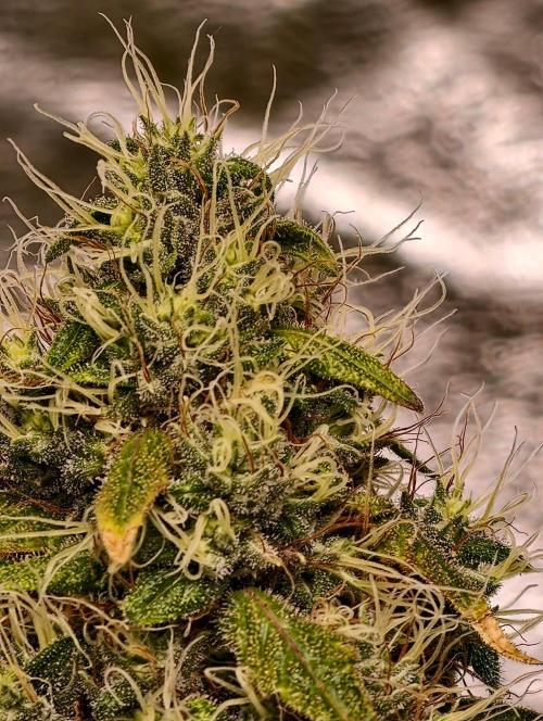 Triploid - SSSC Test Strain. Week 10