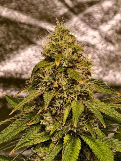 Triploid - SSSC Test Strain. Week 10