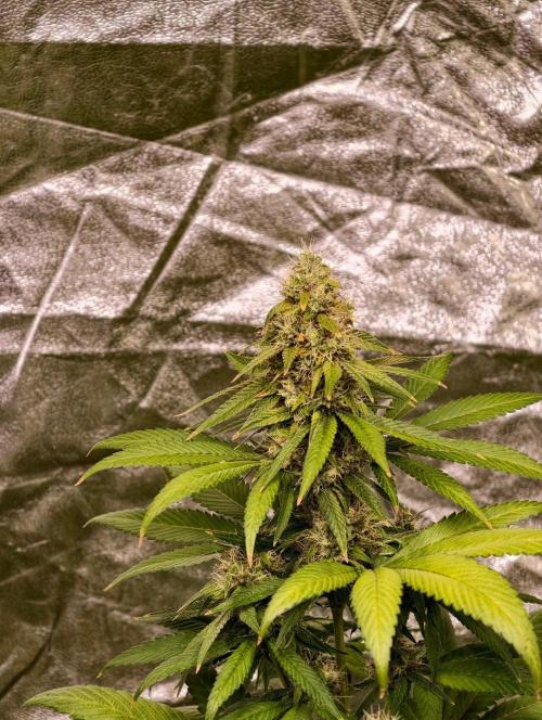 Triploid - SSSC Test Strain. Week 10