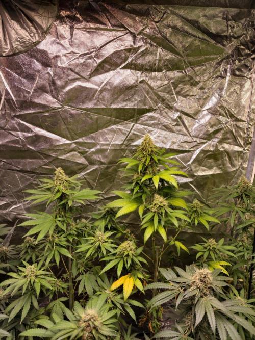 Triploid - SSSC Test Strain. Week 10
