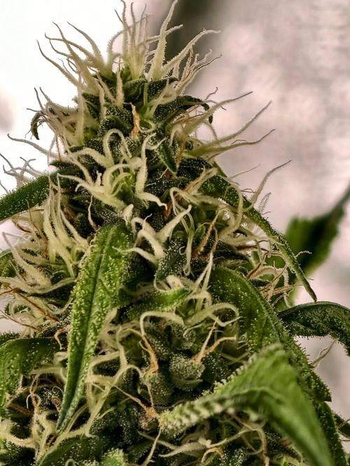 Banana Cream OG. Week 10