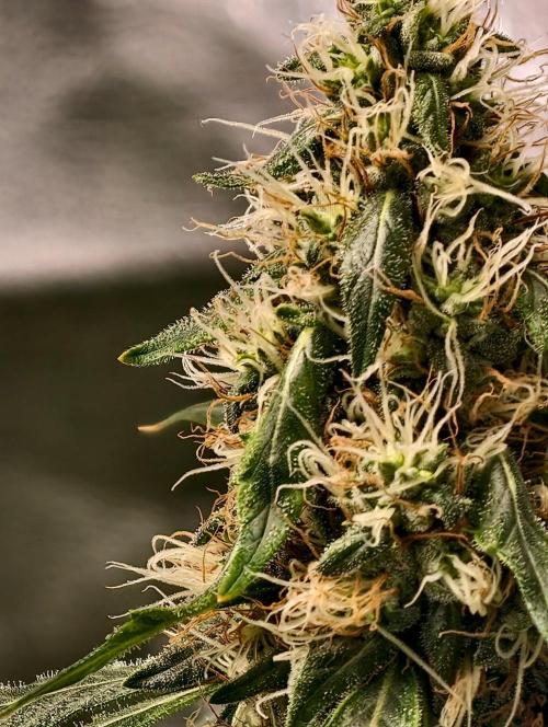 Banana Cream OG. Week 10