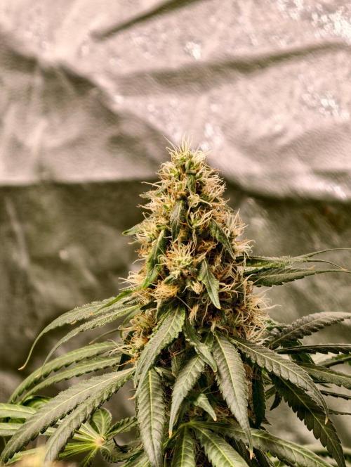 Banana Cream OG. Week 10