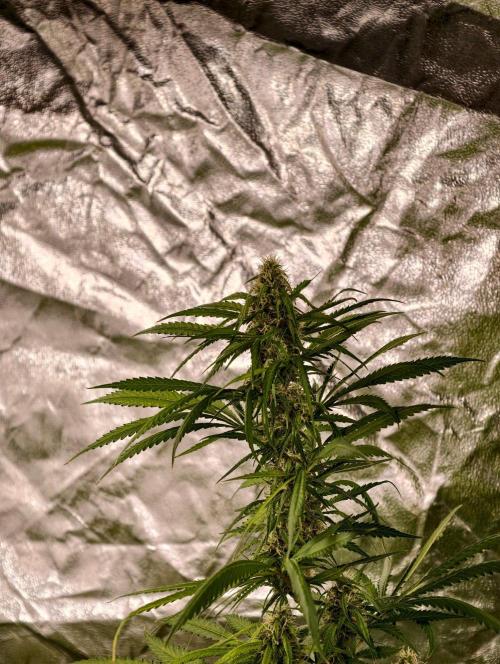 Banana Cream OG. Week 10