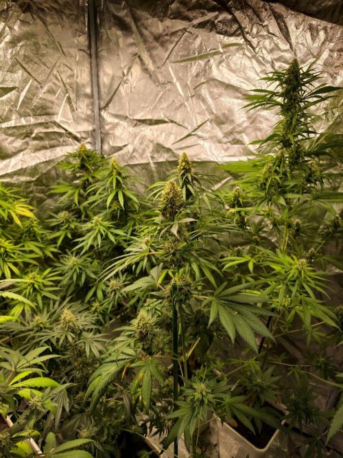 Banana Cream OG. Week 10