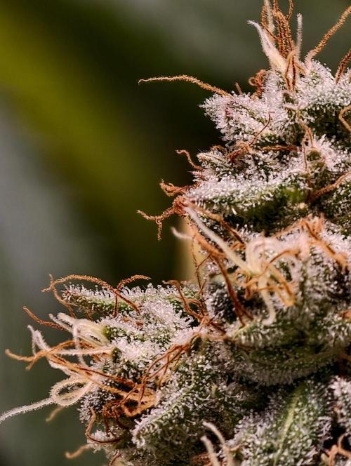 F1 Precision - SSSC Test Strain. Week 10